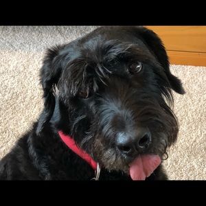 Meet your Posher, Paul